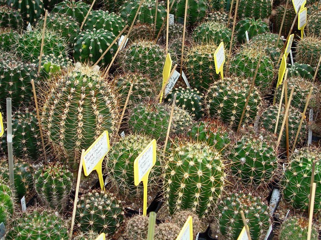 Eigene Echinopsis/Schickaufzucht11.jpg